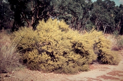 Acacia leptostachya