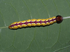 Chadisra bipars