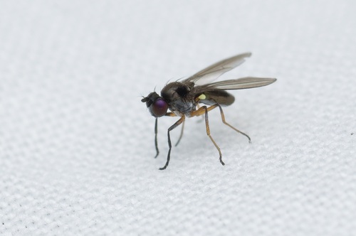 Hydrellia tritici observed 2026-10-22