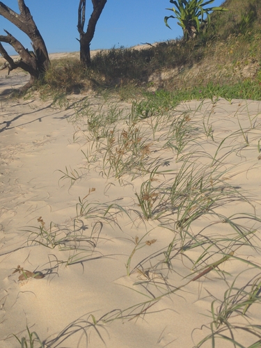 Spinifex sericeus observed 2026-10-24