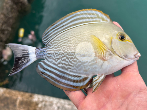 Acanthurus xanthopterus observed 2026-10-24