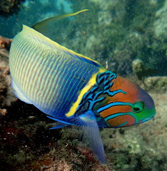 Thalassoma hebraicum