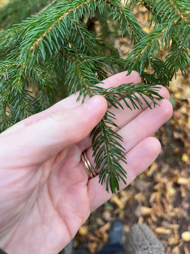 Picea rubens observed 2026-10-23