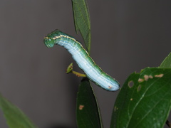 Norracoides basinotata