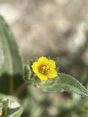 Mentzelia congesta