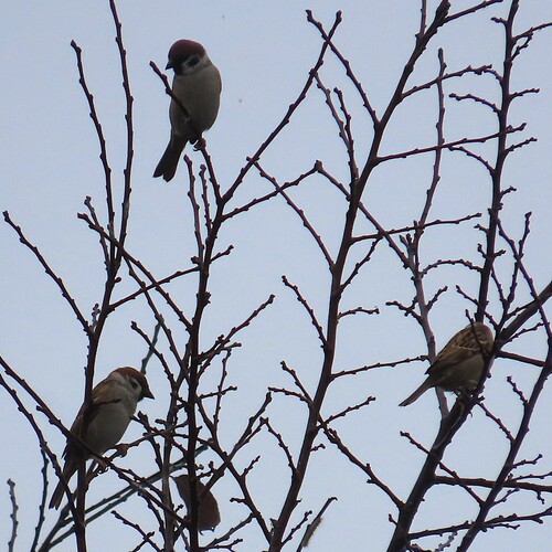 Eurasian Tree Sparrow photograph by the iNaturalist community