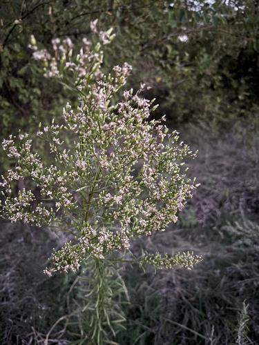 horseweed photograph by the iNaturalist community