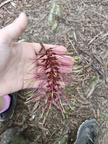 Knightia excelsa observed 2026-10-24