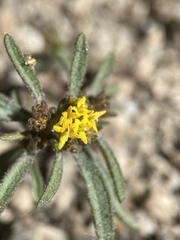 Orochaenactis thysanocarpha