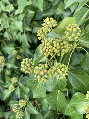 common ivy photograph by the iNaturalist community