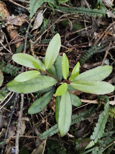 Pseudowintera, 2026-10-24