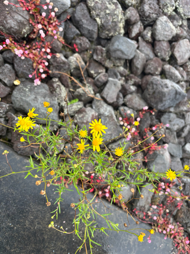 Senecio madagascariensis observed 2026-10-22
