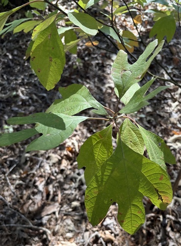 sassafras photograph by the iNaturalist community