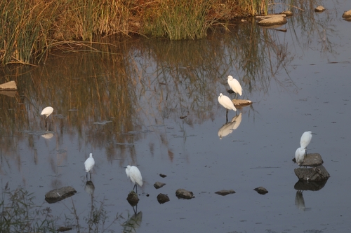 Little Egret photograph by the iNaturalist community