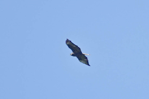Common Buzzard photograph by the iNaturalist community