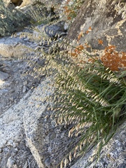 Melica stricta