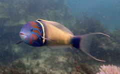 Thalassoma hebraicum
