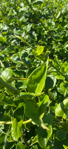 Muehlenbeckia australis observed 2026-10-24