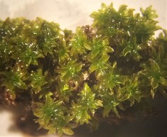 Syntrichia fragilis