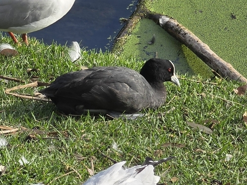 Common Coot photograph by the iNaturalist community