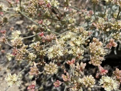 Eriogonum saxatile