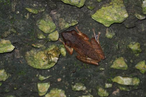 Polypedates leucomystax observed 2026-10-23