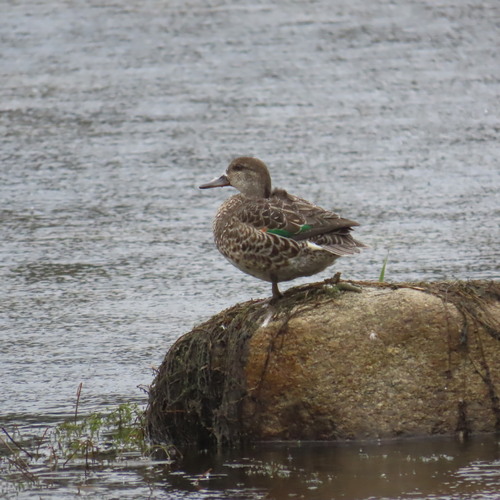 Green-winged Teal photograph by the iNaturalist community