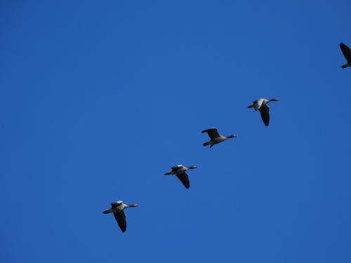 Greylag Goose photograph by the iNaturalist community