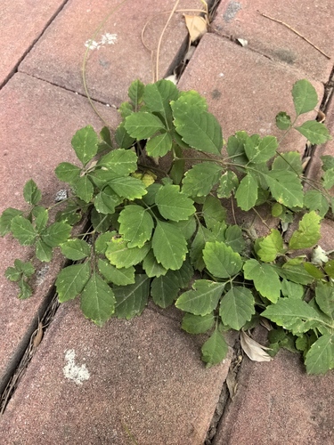 Causonis japonica observed 2026-10-24