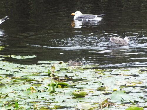 Eurasian Moorhen photograph by the iNaturalist community