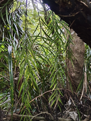 Asplenium marinum, 2026-10-24