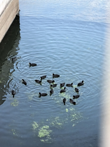 Common Coot photograph by the iNaturalist community