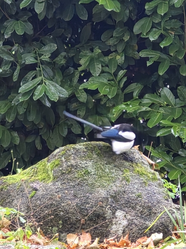 Eurasian Magpie photograph by the iNaturalist community