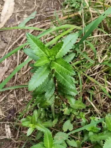 Haloragis erecta observed 2026-10-24