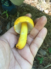 Russula flavida