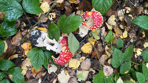 Fly Agaric photograph by the iNaturalist community