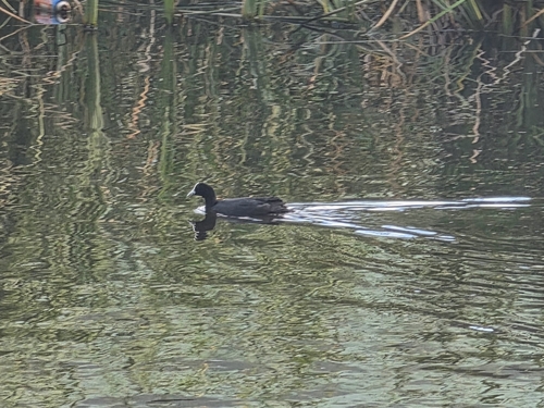 Common Coot photograph by the iNaturalist community