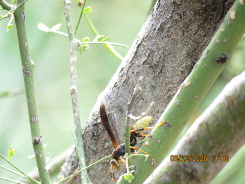Comanche Paper Wasp