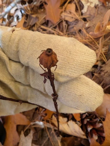 Ghost Pipe photograph by the iNaturalist community