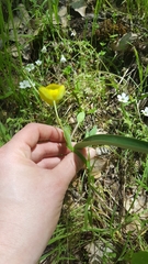 Calochortus monophyllus