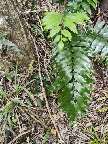 Asplenium obtusatum observed 2026-10-24