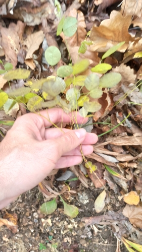 Lespedeza bicolor observed 2026-10-24