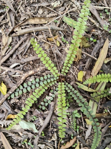 Cranfillia fluviatilis observed 2026-10-24