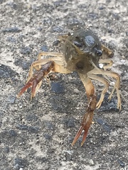 Procambarus clarkii