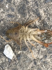 Procambarus clarkii