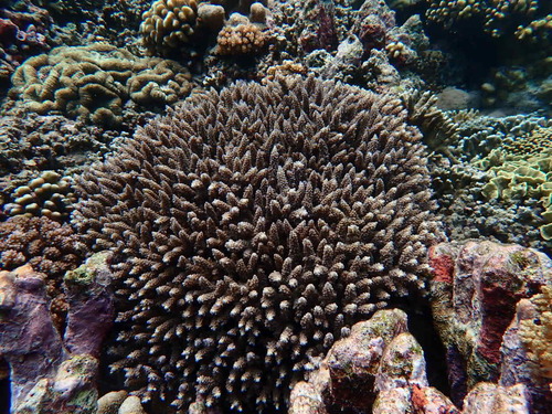 Acropora observed 2026-10-24