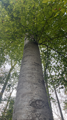 American beech photograph by the iNaturalist community