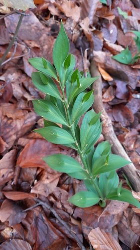 Hypoglossum observed 2026-10-23