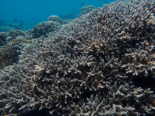 Acropora observed 2026-10-24