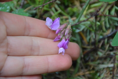 Lathyrus nevadensis